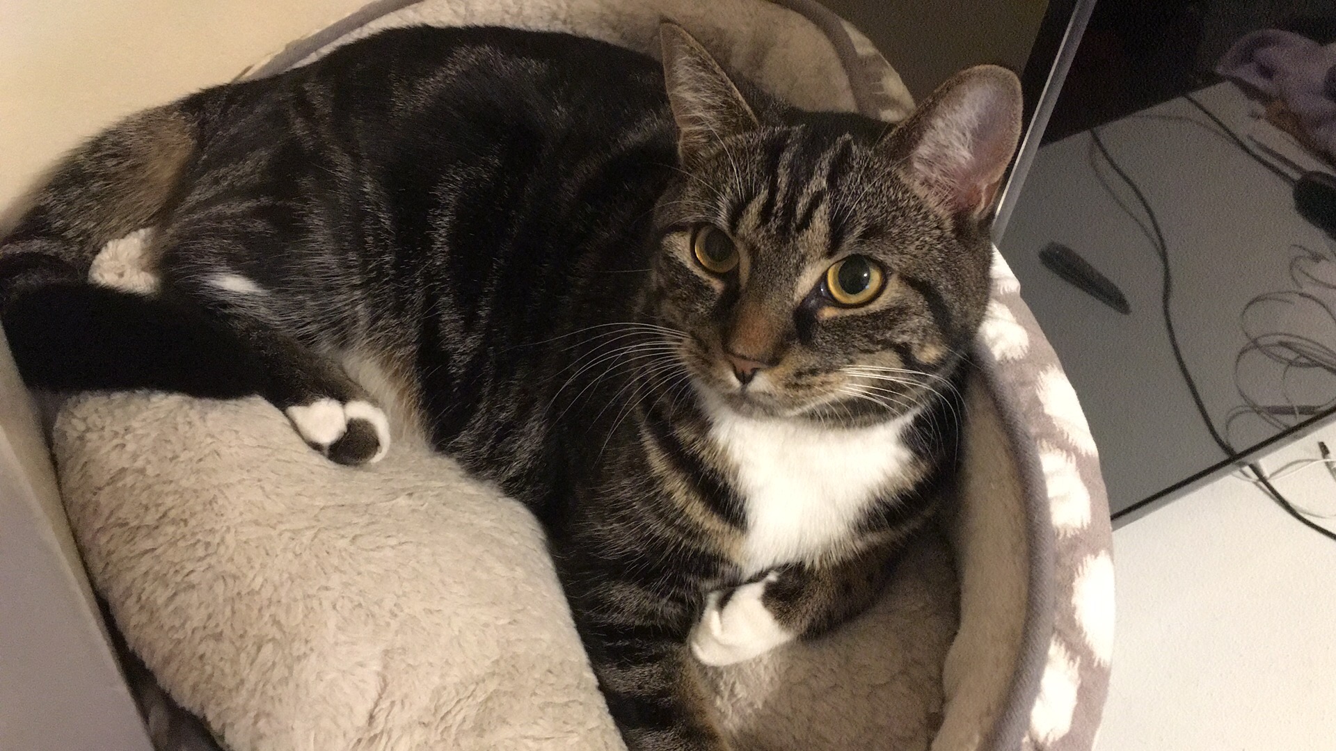 Hikaru, my cat